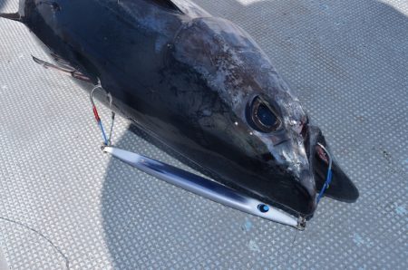 渡船屋たにぐち 釣果