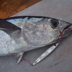 渡船屋たにぐち 釣果