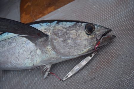 渡船屋たにぐち 釣果