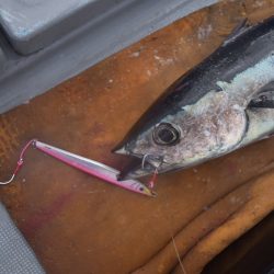 渡船屋たにぐち 釣果