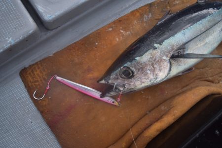 渡船屋たにぐち 釣果