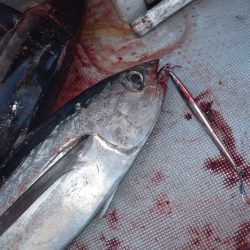 渡船屋たにぐち 釣果