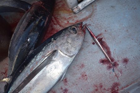 渡船屋たにぐち 釣果