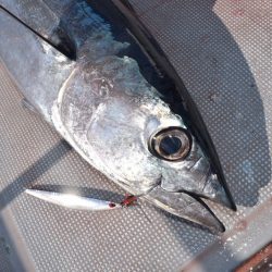 渡船屋たにぐち 釣果