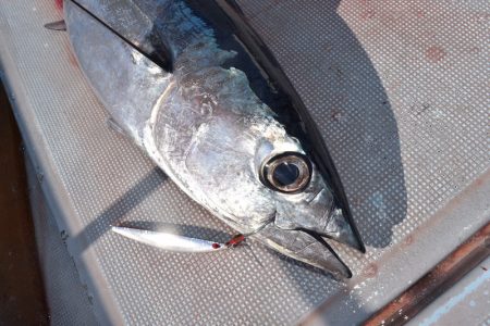 渡船屋たにぐち 釣果
