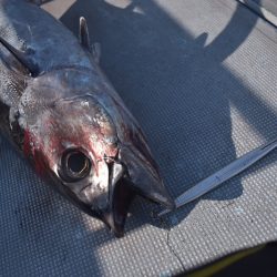 渡船屋たにぐち 釣果