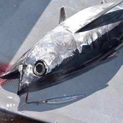 渡船屋たにぐち 釣果