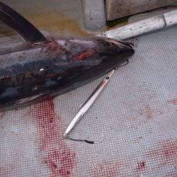 渡船屋たにぐち 釣果