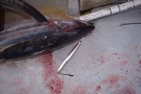 渡船屋たにぐち 釣果