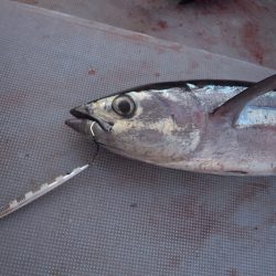 渡船屋たにぐち 釣果