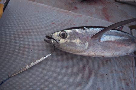 渡船屋たにぐち 釣果