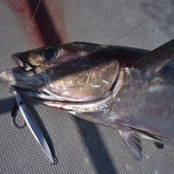 渡船屋たにぐち 釣果