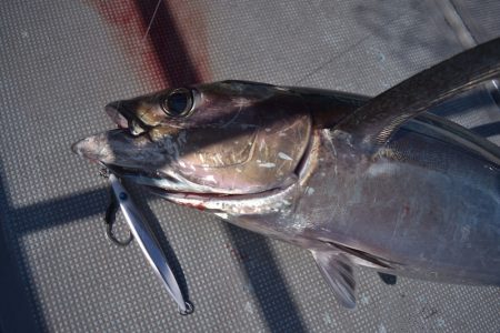 渡船屋たにぐち 釣果