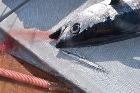 渡船屋たにぐち 釣果