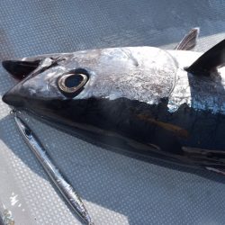 渡船屋たにぐち 釣果