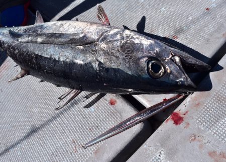 渡船屋たにぐち 釣果