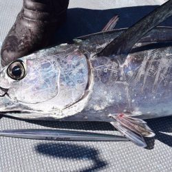 渡船屋たにぐち 釣果