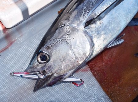 渡船屋たにぐち 釣果