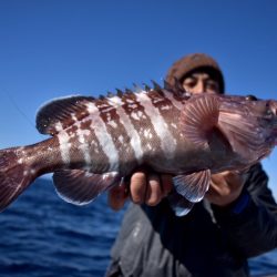 渡船屋たにぐち 釣果