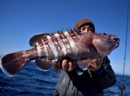 渡船屋たにぐち 釣果