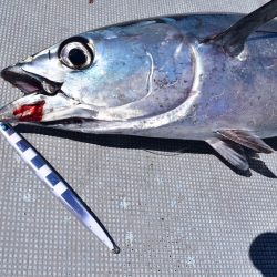 渡船屋たにぐち 釣果