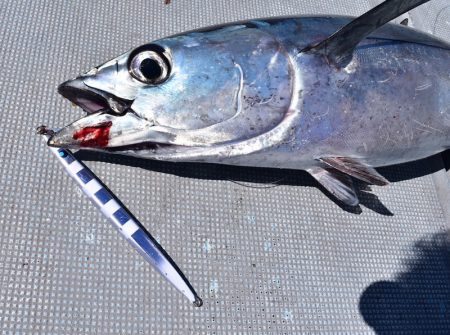 渡船屋たにぐち 釣果