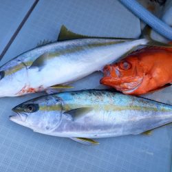 アマテラス 釣果