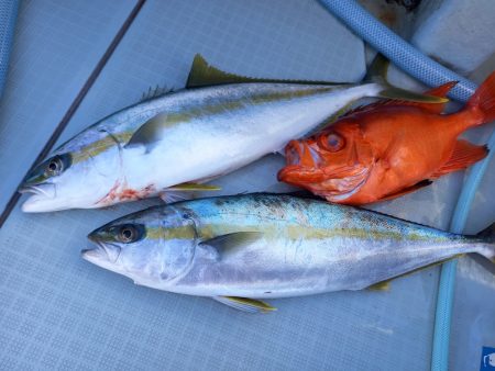 アマテラス 釣果