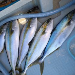 アマテラス 釣果