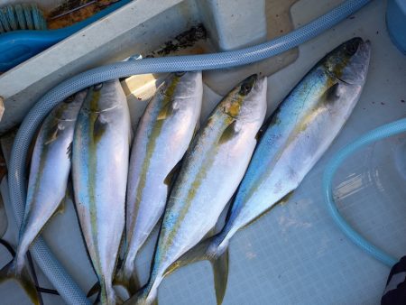 アマテラス 釣果