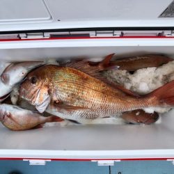 第二八坂丸 釣果