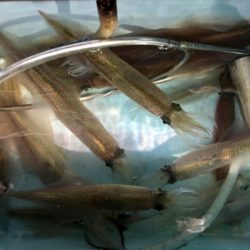 第二八坂丸 釣果