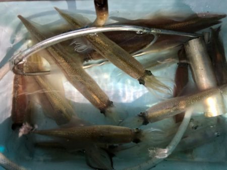 第二八坂丸 釣果