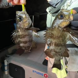 Chase（チェイス） 釣果