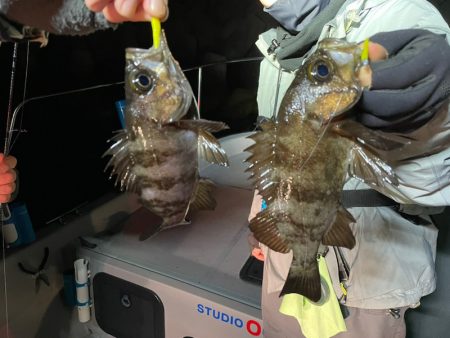 Chase（チェイス） 釣果