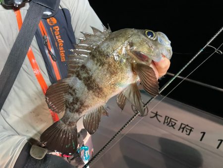 Chase（チェイス） 釣果