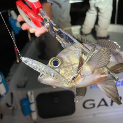 Chase（チェイス） 釣果