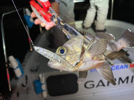 Chase（チェイス） 釣果