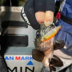 Chase（チェイス） 釣果