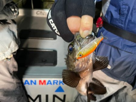 Chase（チェイス） 釣果