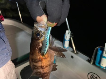 Chase（チェイス） 釣果