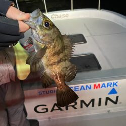 Chase（チェイス） 釣果