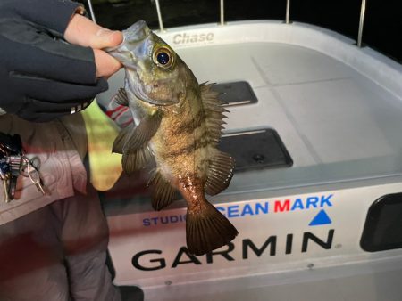 Chase（チェイス） 釣果