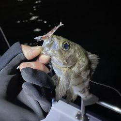 Chase（チェイス） 釣果