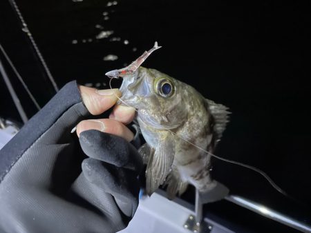 Chase（チェイス） 釣果