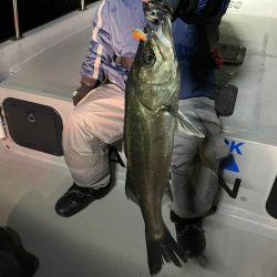 Chase（チェイス） 釣果