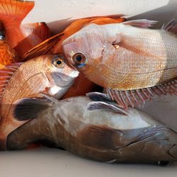 新幸丸 釣果