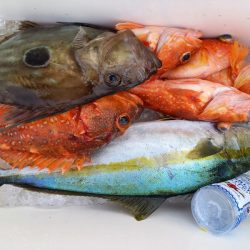 第二龍勢丸 釣果