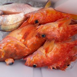 第二龍勢丸 釣果