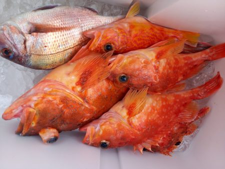 第二龍勢丸 釣果